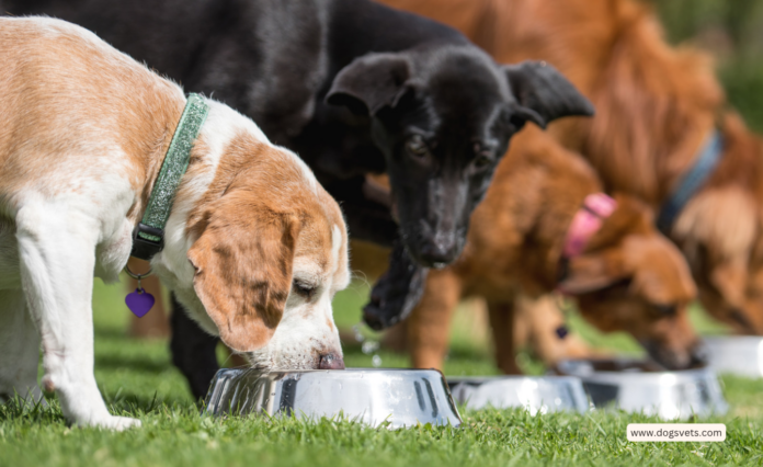 Unleash the Best: Top Nutritional Secrets for Your Dog's Optimal Health Revealed"